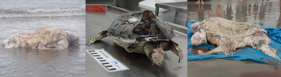 Tartarugas das espécies Oliva, Verde e de Couro foram encontradas mortas em Praia Grande — Foto: Divulgação/Instituto Biopesca