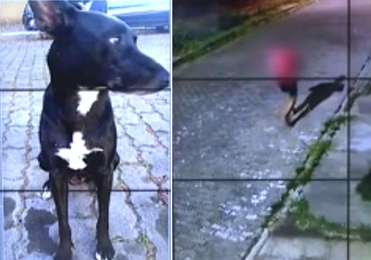 Cachorro de rua é assassinado a tiros no bairro Novo Portinho, em Cabo Frio, e revolta moradores