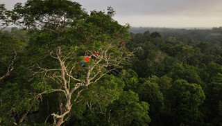 O que está em jogo na cúpula que discute o futuro da Amazônia
