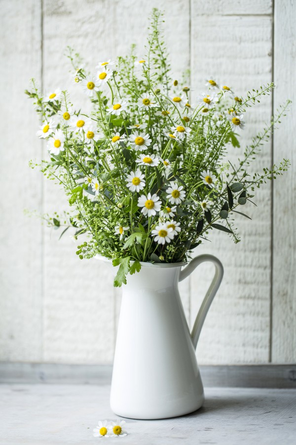 Bunch of chamomile flowers - chamolilla - in an white enamel jug in front of a wooden white board. (Foto: Getty Images)