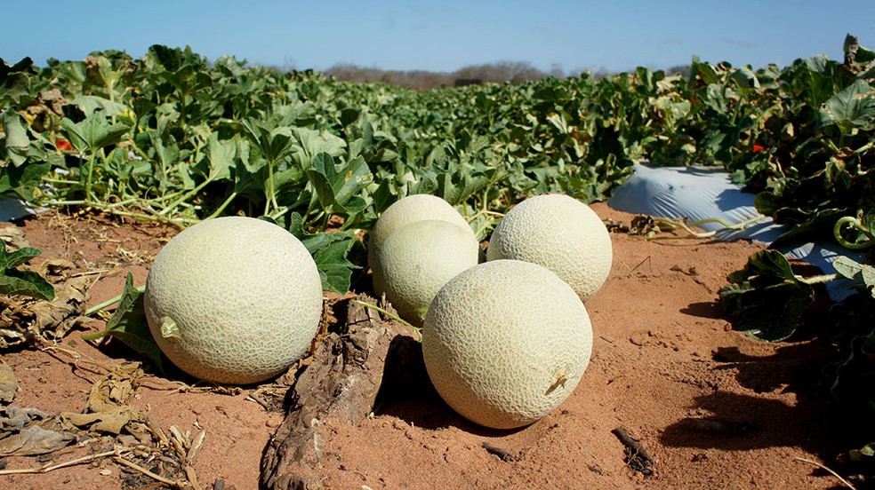 Melão produzido na Agrícola Famosa é um dos produtos potiguares líderes de exportação — Foto: Anderson Barbosa/G1