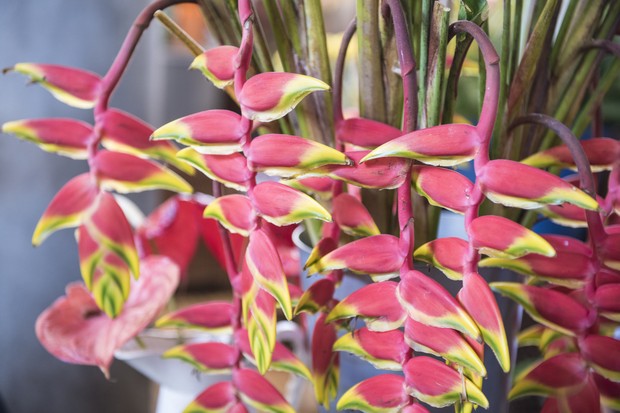 9 plantas que florescem o ano todo (Foto: Getty Images)
