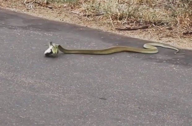 Cobra venenosa foi flagrada capturando camaleão em parque na África do Sul (Foto: Reprodução/YouTube/Kruger Sightings)