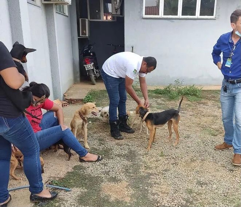 Operação resgata 30 animais em condições de maus tratos em Buritis, RO — Foto: Polícia Civil/Reprodução