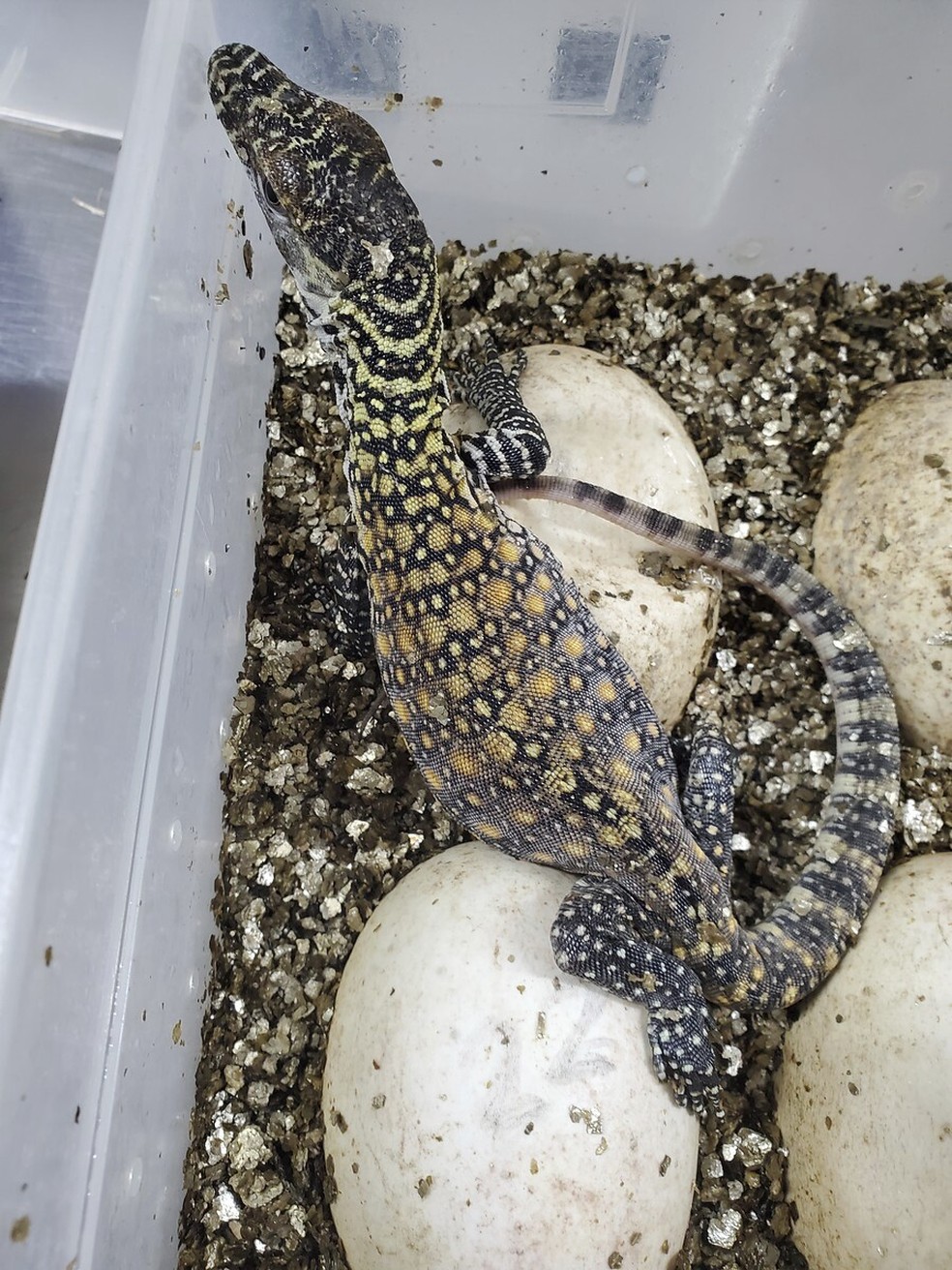 Filhote de dragão de Komodo em zoo do Texas — Foto: Cortesia/Zoológico de San Antonio