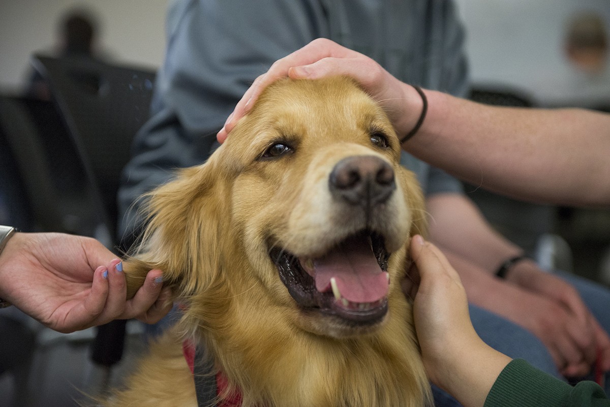 Os cães podem melhorar tanto o bem-estar dos pacientes quanto dos profissionais da saúde (Foto: Flickr/ Ohio University Libraries/ CreativeCommons)