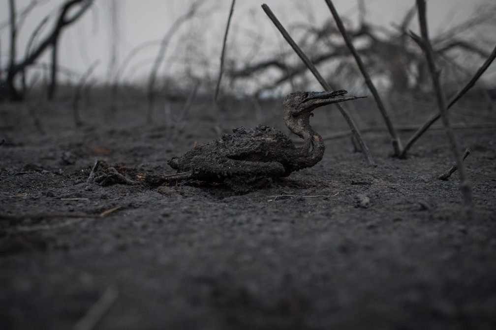 Biguá que não sobreviveu ao 'paredão' de 35 km de fogo em MS — Foto: Luiz Mendes/Arquivo Pessoal 