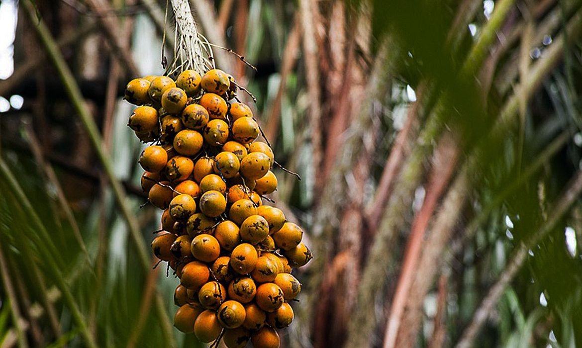 Tucumã no pé, fruto característico da Amazônia (Foto: Vinícius Braga/Embrapa)