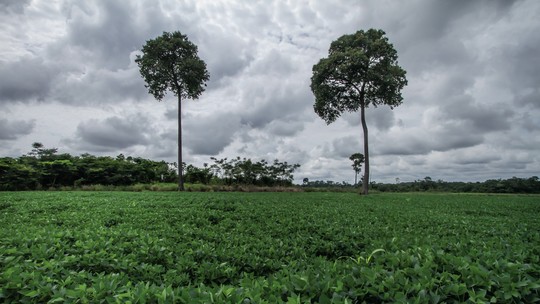 Brasil vende 1º lote de soja 100% medida para carbono e desmatamento
