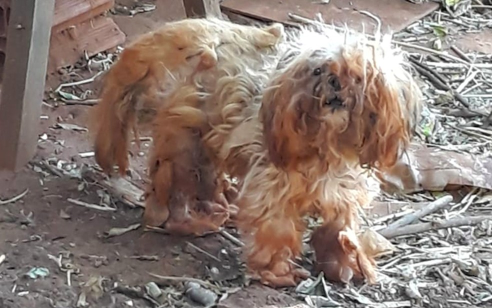 C&atilde;o abandonado por antigo dono em Barretos, SP &mdash; Foto: Pol&iacute;cia Ambiental de Barretos/Divulga&ccedil;&atilde;o