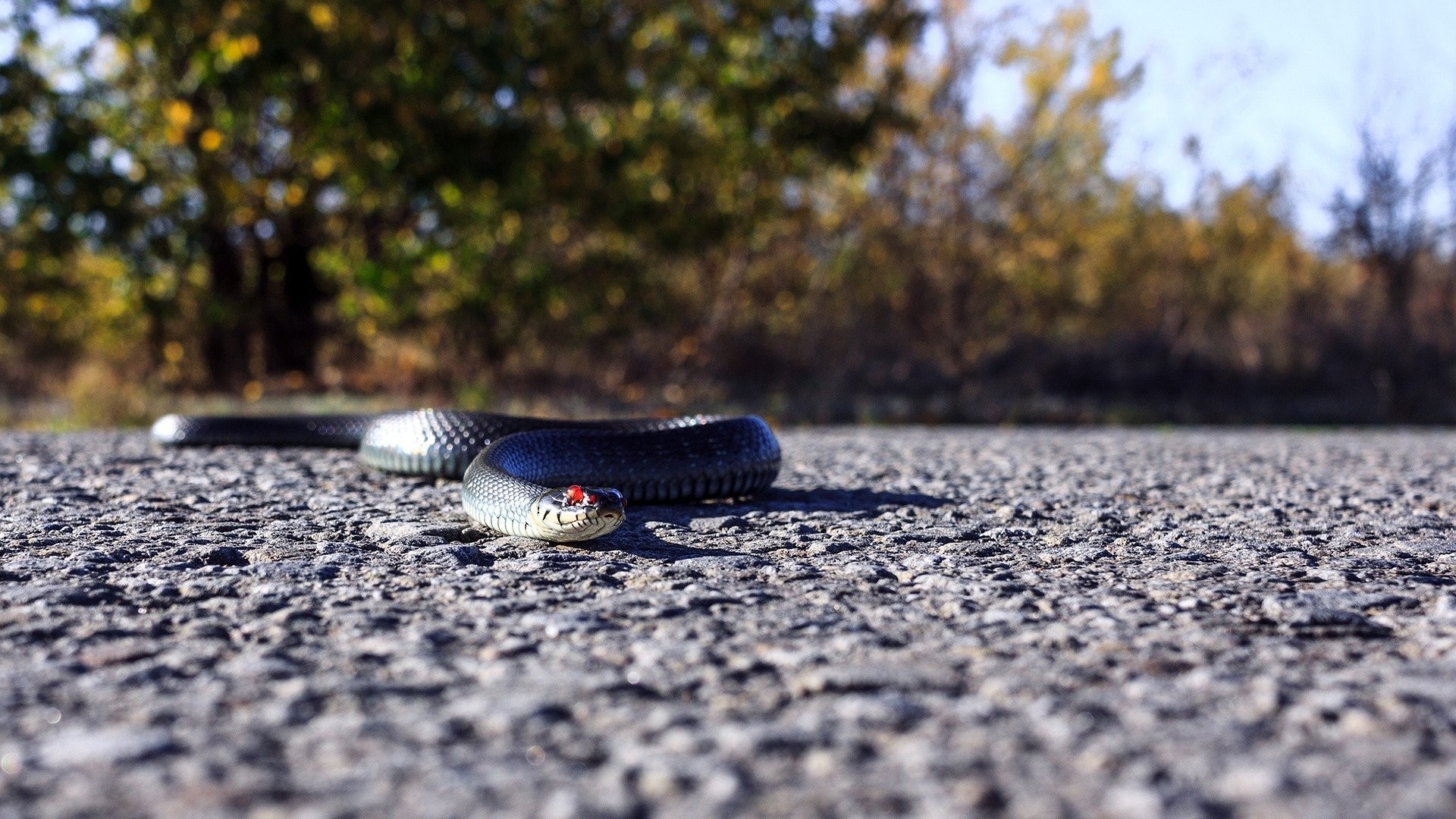 Cobras também podem aparecer em locais indesejados no verão (Foto: Полина Лаврова/Pixabay)