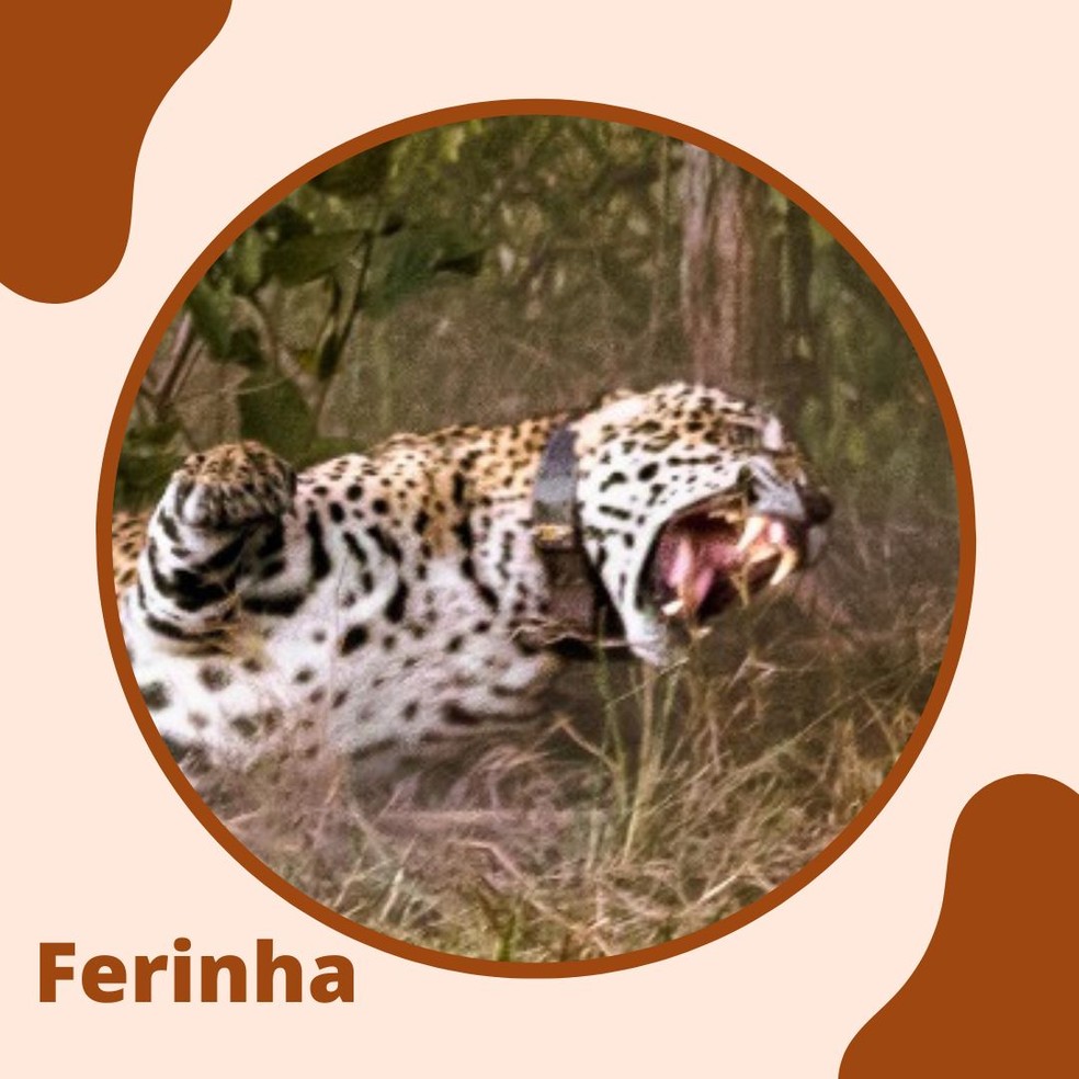 Ferinha já teve filhotes e protagonizou briga de 4h. — Foto: Reprodução/BrunoSartori