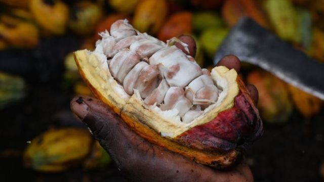 O cacau, a matéria-prima do chocolate, só cresce em condições climáticas bastante específicas (Foto: Getty Images via BBC)