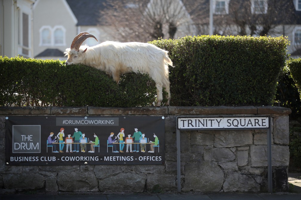 Uma cabra é vista em uma praça de Llandudno, no norte do País de Gales, nesta terça-feira (31). Os animais foram flagrados passeando pelas ruas desertas da cidade litorânea durante o bloqueio nacional devido ao coronavírus — Foto: Carl Recine/Reuters