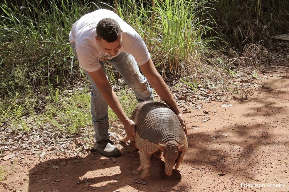 Ambientalistas participaram da soltura do animal à natureza (Foto: ONG Amigos dos Animais)