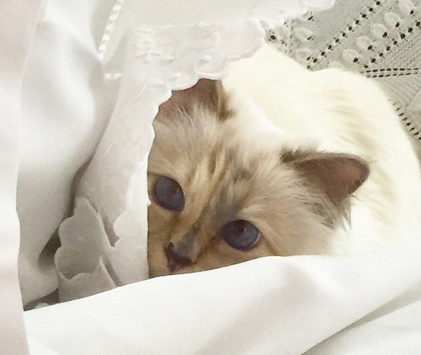 Choupette Lagerfeld, a gata mais rica do mundo (Foto: Reprodução/ Instagram)
