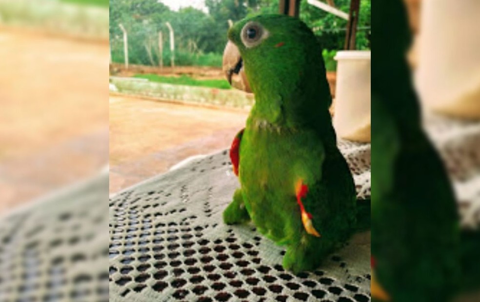 Ariane cuida de maritacas, incluindo a que não tem as duas patinhas, que sofrem com os barulhos altos dos fogos — Foto: Ariane Angélica Caffeo/Arquivo pessoal