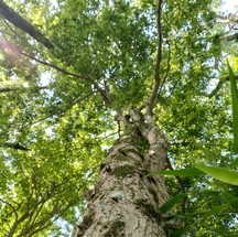 Com 12 a 15 metros de altura, a árvore uvaia-pitanga, da espécie Eugenia delicata, é encontrada na Regiçao Metropolitana do Rio — Foto: Divulgação/Thiago Fernandes