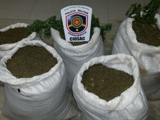 Polícia apreendeu 51kg de maconha pronta para consumo em Orocó (Foto: Divulgação / Polícia Militar )