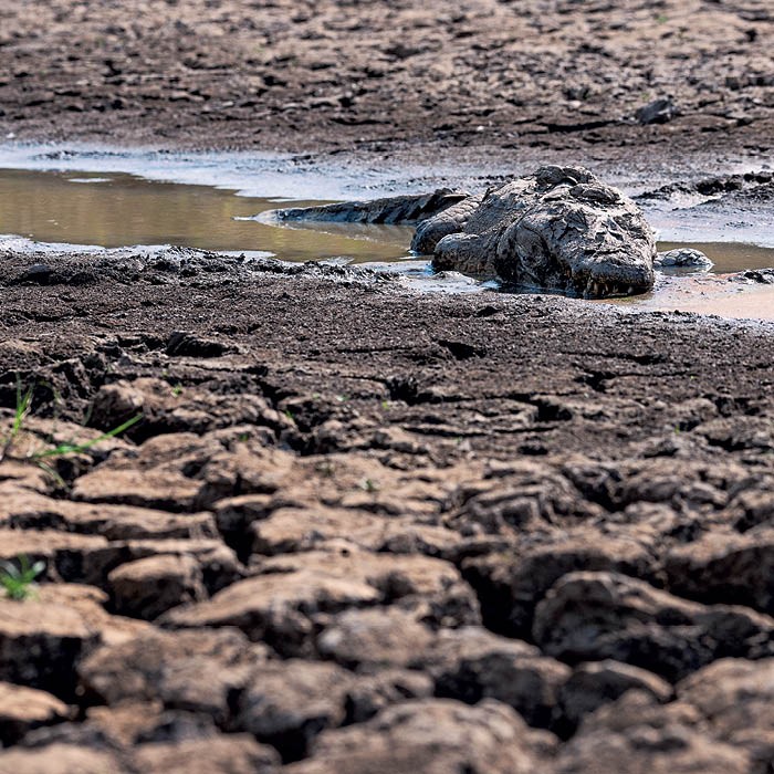 Jacaré morto durante seca e incêndios que atingiram o Pantanal em 2020.  (Foto: Getty Images)