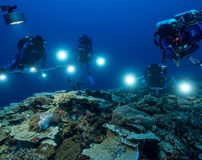Recife de coral raro e intocado é encontrado na costa do Taiti
