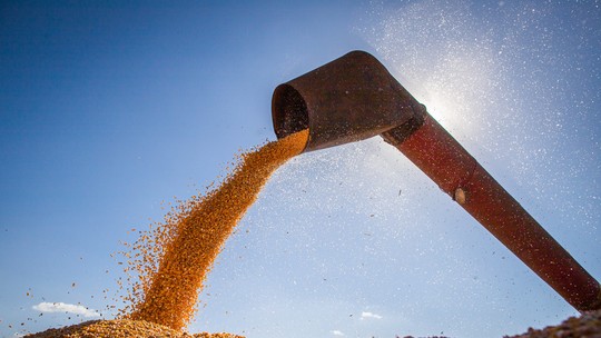 Colheita da segunda safra de milho começa mais devagar 