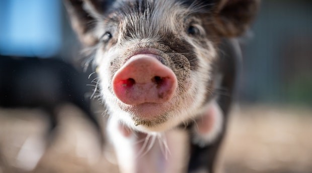 porco (Foto: Pexels)