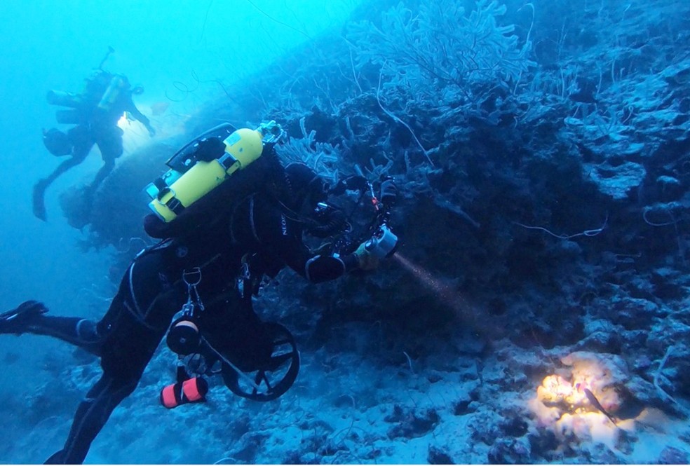Cientistas estudando a parede recifal do Arquipélago de Fernando de Noronha — Foto: Expedição científica/Divulgação
