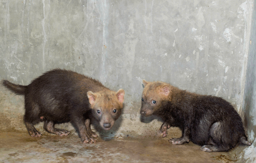 Zoo de Brasília recebe 'animais vulneráveis à extinção' | Distrito Federal  | G1
