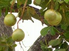 Famílias do sul do Ceará garantem renda com a cultura do pequi