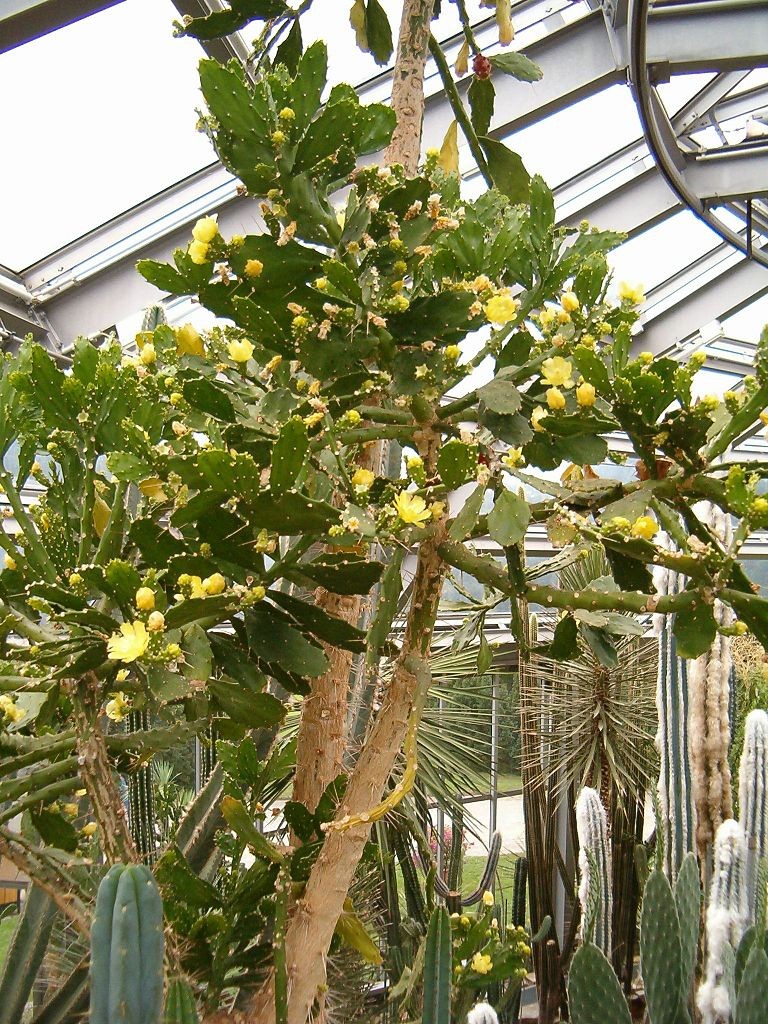 A Brasiliopuntia brasiliensis pode chegar aos 16 metros de altura  (Foto: BotBln / Wikimedia Commons)