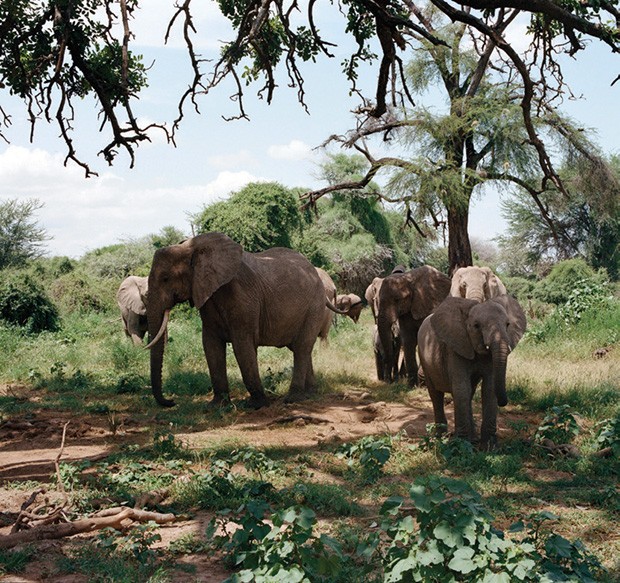 Elefantes na Reserva Nacional Samburu, no Quênia.  (Foto: Divulgação)