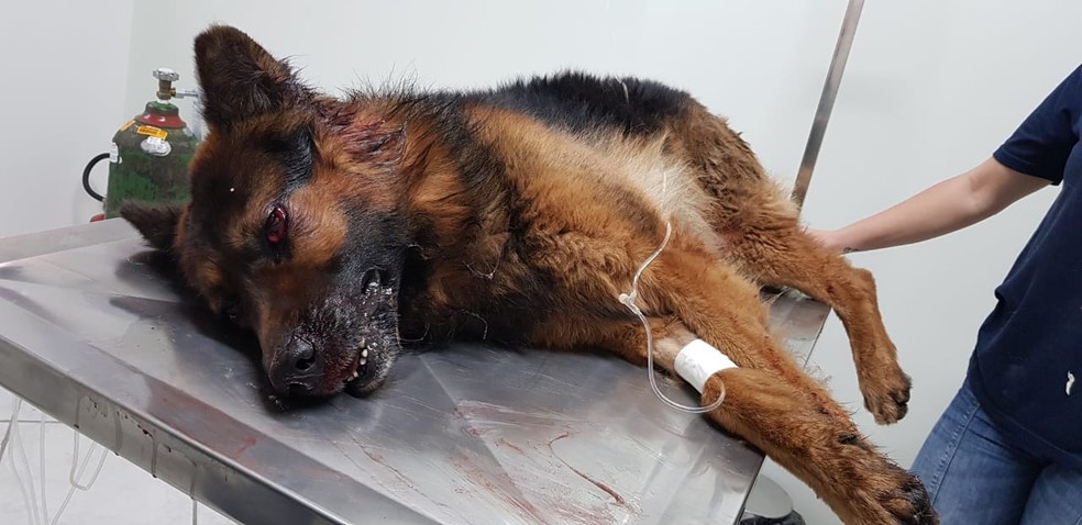 Cão foi internado numa clínica em estado grave — Foto: Bruna Molz/Divulgação