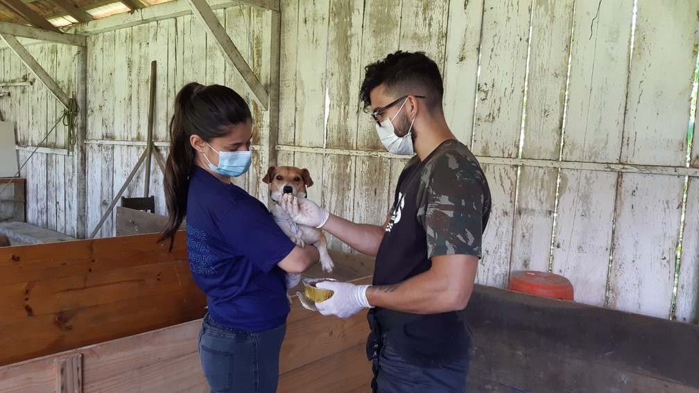 Canil improvisado foi montado junto à hospital de campanha para atender cães após enxurradas — Foto: CRMV/Divulgação 