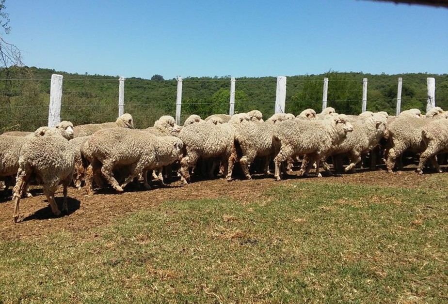 Ovinos responsáveis pela produção de lã no Rio Grande do Sul