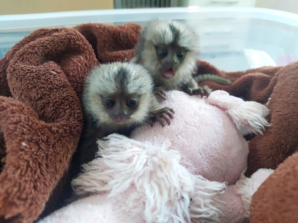 Sagui morre com choque elétrico e dois filhotes são encaminhados à Mata Ciliar de Jundiaí — Foto: Divulgação/Mata Ciliar de Jundiaí