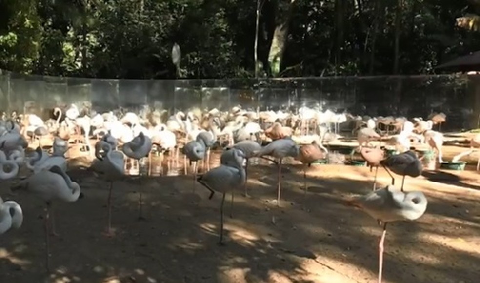Apenas quatro flamingos sobreviveram ao ataque dos pedradores  — Foto: Reprodução RPC