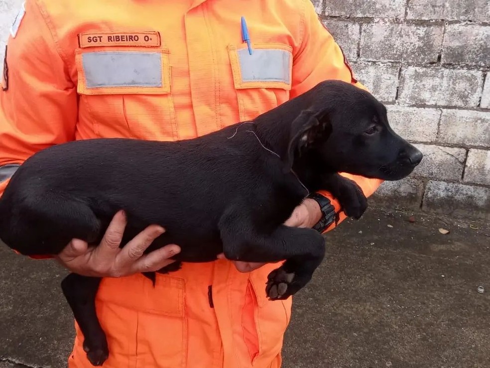 Filhote de cachorro é resgatado após ficar preso em vão de portão em Guaxupé — Foto: Corpo de Bombeiros