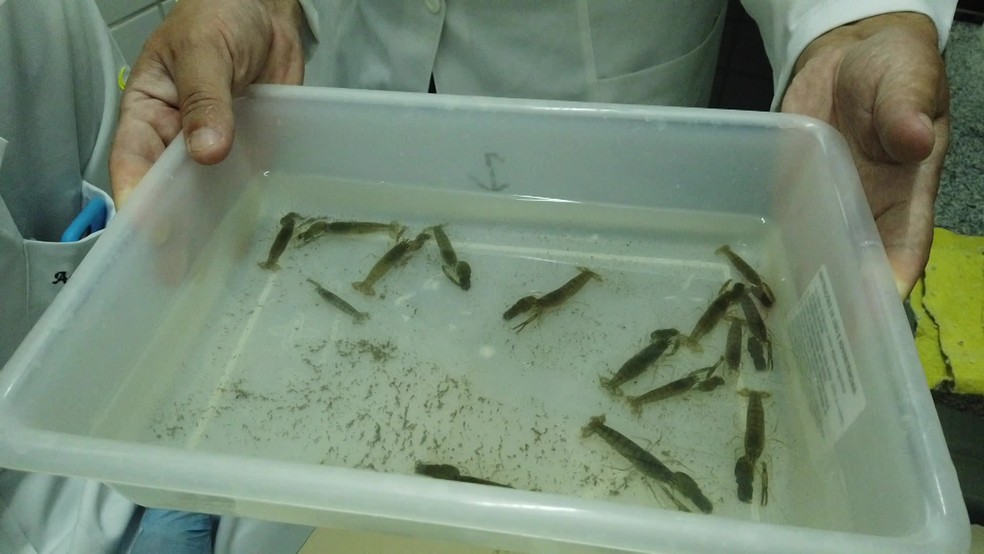 Camar&otilde;es foram coletados em mangue de Pernambuco para analisar efeitos do &oacute;leo &mdash; Foto: Reprodu&ccedil;&atilde;o/TV Globo