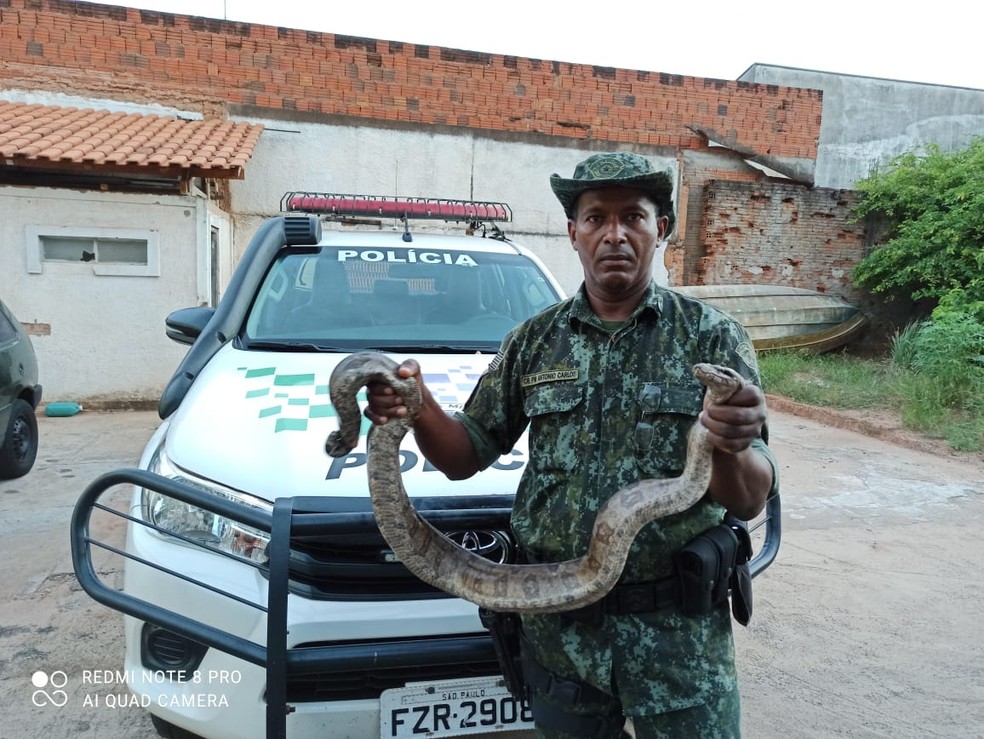 Rapaz não tinha autorização para criar a jiboia em cativeiro — Foto: Polícia Ambiental