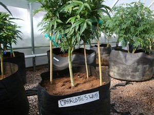 Planta de Cannabis é cultivada em estufa para ser usada na fabricação de medicamentos em Colorado, nos EUA (Foto: Brennan Linsley/AP)