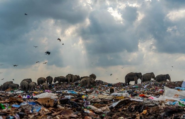 Foto de manada de elefantes no lixão vence competição da Royal Society of Biology (Foto: TILAXAN THARMAPALAN)