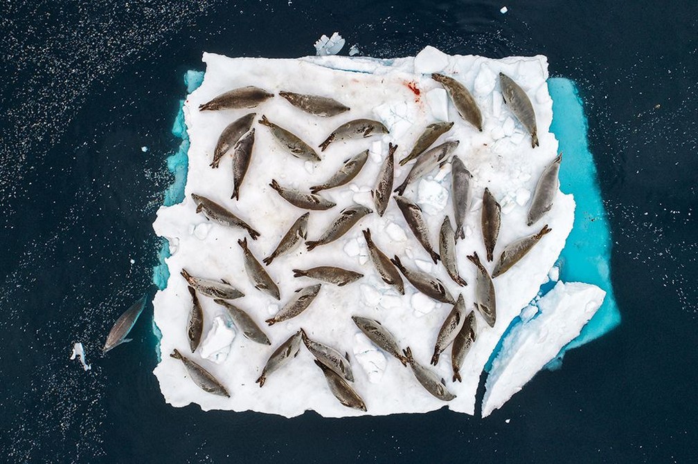 'Bed of seals', premiada na categoria 'Animais em seu ambiente'. O espanhol Cristobal Serrano tirou essa foto de focas marinhas descansando em uma placa de gelo na penÃ­nsula da AntÃ¡rtida. As focas tem uma relaÃ§Ã£o Ã­ntima com o gelo marinho por ser o habitat que fornece proteÃ§Ã£o e alimentos para os Krills, pequenos crustÃ¡cios que sÃ£o a base da alimentaÃ§Ã£o das focas â Foto: Cristobal Serrano