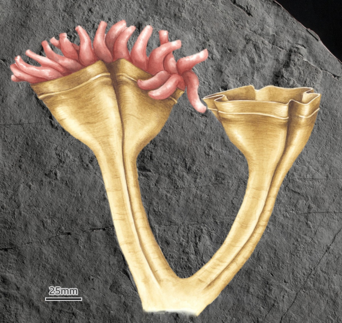 Científicos descubren el fósil del «depredador más antiguo del mundo» |  Ciencias