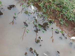 Peixes mortos na represa de Paraitinga, em Salesópolis na manhã desta sexta-feira (29) (Foto: Valdessara Bertolino/ Arquivo Pessoal)