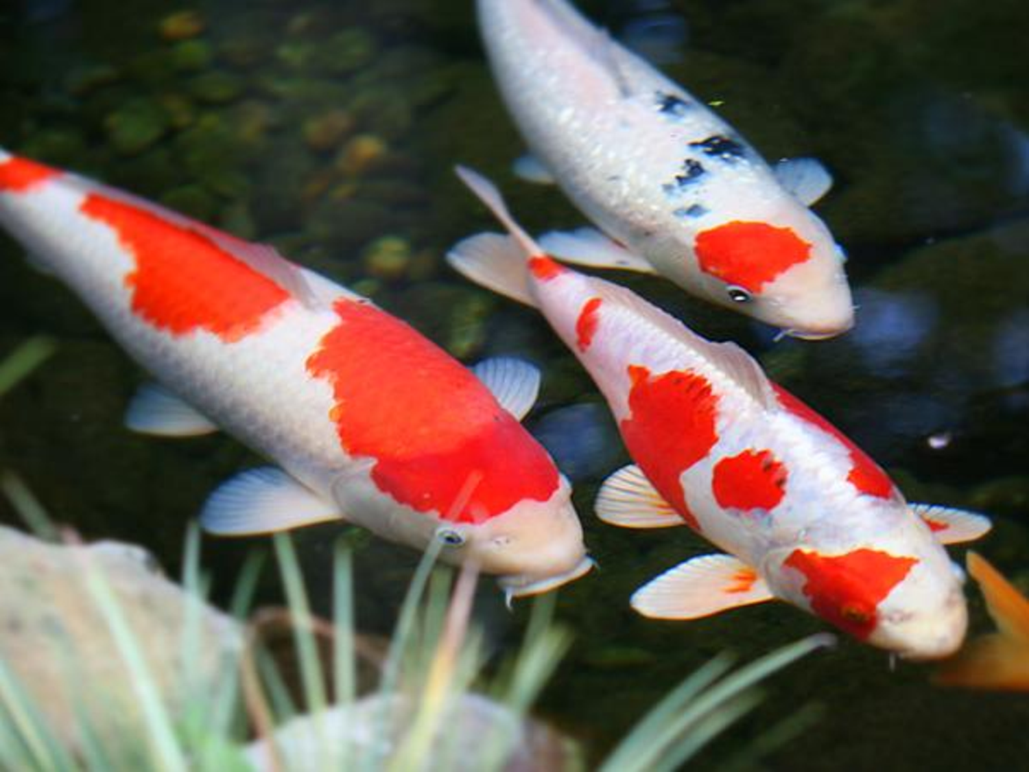 Carpas já representam 90% da população de peixes do país oceânico (Foto: Reprodução)