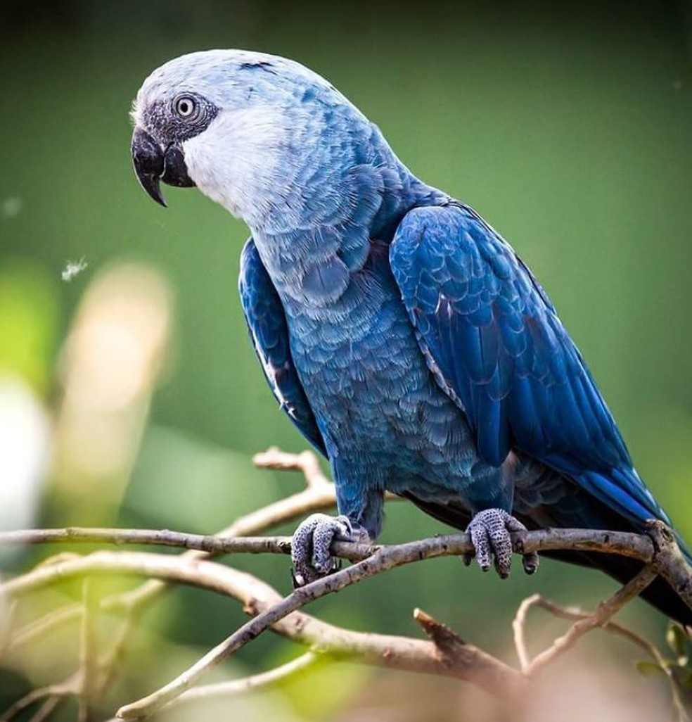 Aves novas e inexperientes usualmente cometem erros na criação dos filhotes, mas os pesquisadores esperam que as ararinhas-azuis se tornem aptas a cuidarem melhor das futuras gerações — Foto: ACTP/Divulgação