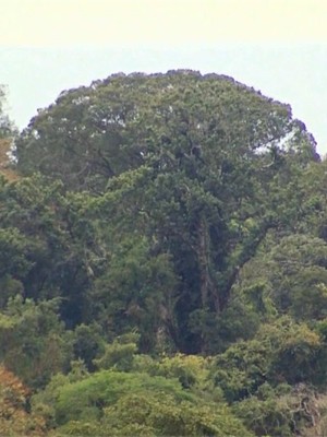 Jequitibá de mais de 30 metros aparece acima de árvores em floresta de Cássia, MG (Foto: Reprodução EPTV)