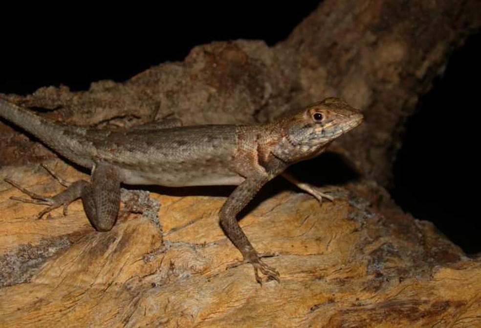 A família do lagarto africano é considerada "família irmã" da Tropiduridae, que possui diversas espécies no Brasil — Foto: Willianilson Pessoa/Arquivo Pessoal