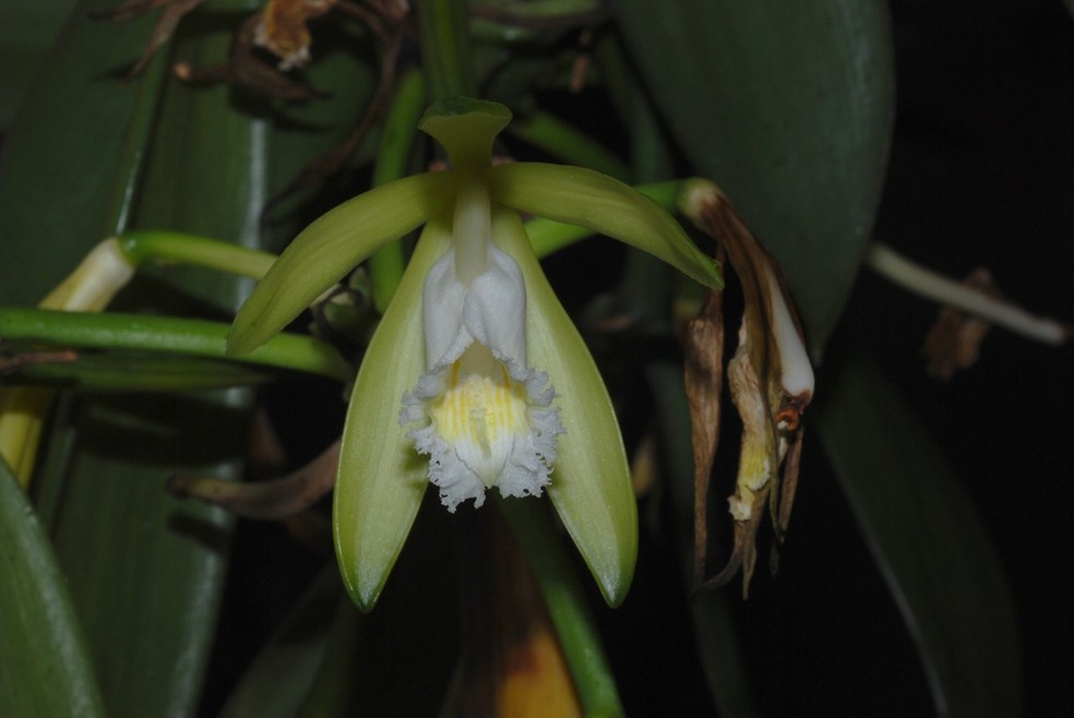 Você sabia que a baunilha é extraída de uma espécie de orquídea? | Terra da  Gente | G1